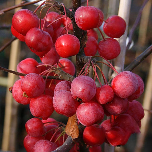 A close-up of a branch from the Malus x Robusta - Crab Apple Tree reveals clusters of bright red crabapples, perfect for making delicious crab apple jelly, set against a beautifully blurred background.