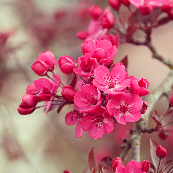 Malus Cardinal