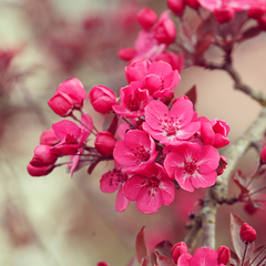 Malus Cardinal - Crab Apple Tree