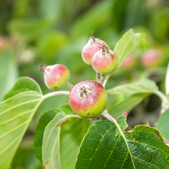 Malus tschonoskii - Crab Apple Tree