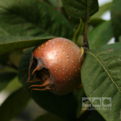 A medlar fruit from the Mespilus Nottingham - Medlar Tree elegantly hangs amid lush foliage, showcasing its small russet form with a brown, rough surface and unique open bottom that enhances its ornamental appeal.