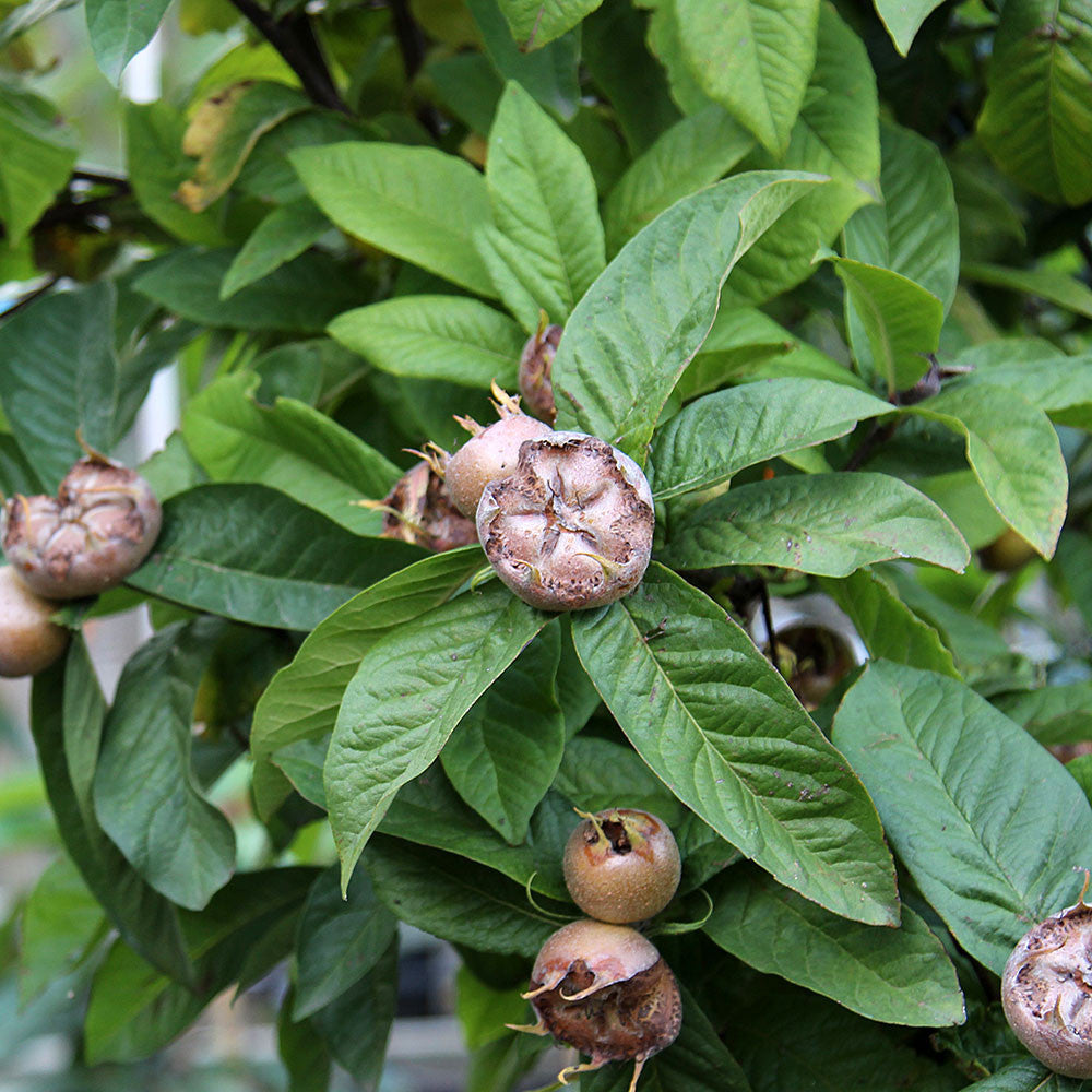 The Mespilus Nottingham Medlar Tree features ripe brown medlar fruits and lush green leaves, highlighting its ornamental appeal.