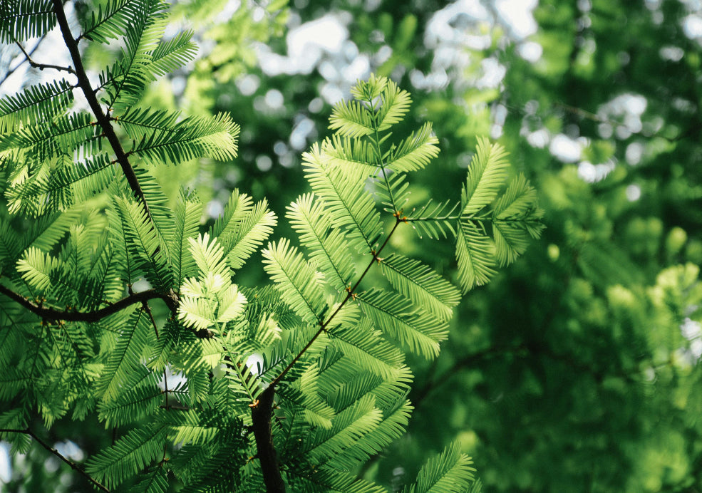 Metasequoia: A Living Fossil with Graceful Beauty.