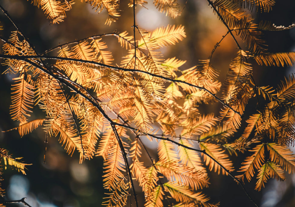 A Deciduous Conifer with Stunning Autumn Colour.