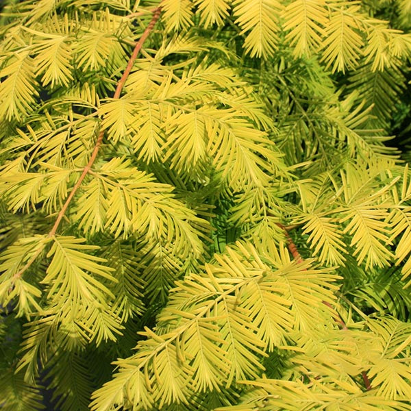 A close-up of the vibrant yellow-green leaves of the Metasequoia Gold Rush - Golden Dawn Redwood Tree reveals their fine, feathery foliage intricately overlapping in nature.