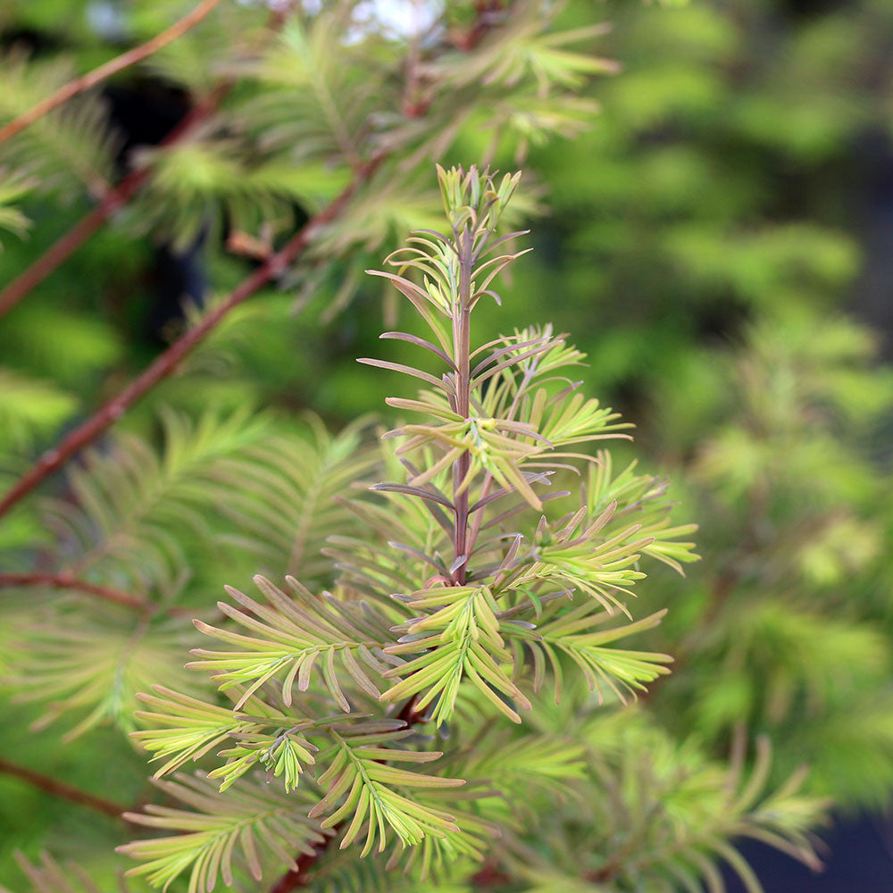 A close-up of the light green needles on the slender branches of a Metasequoia glyptostroboides - Dawn Redwood Tree, set against a blurred natural background, highlights this deciduous conifer's unique texture.