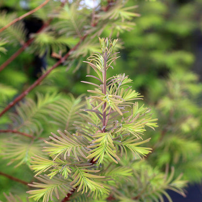 A close-up of the light green needles on the slender branches of a Metasequoia glyptostroboides - Dawn Redwood Tree, set against a blurred natural background, highlights this deciduous conifer's unique texture.