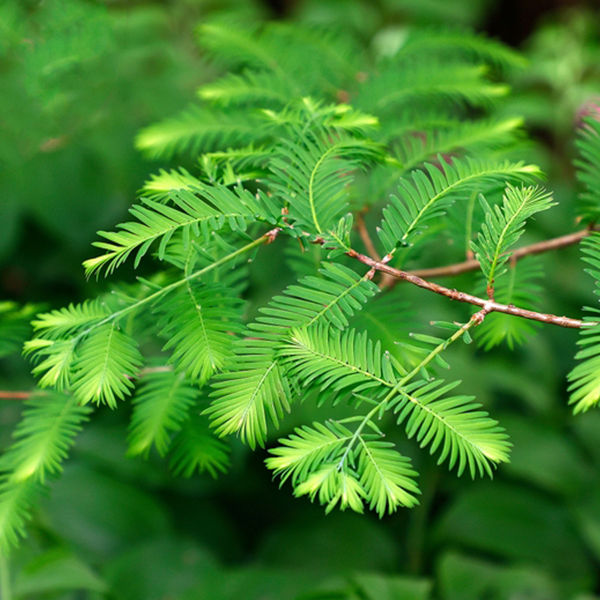 Close-up of a branch from a Metasequoia glyptostroboides - Dawn Redwood Tree, featuring fern-like green leaves with thin stems, set against a softly blurred green background.