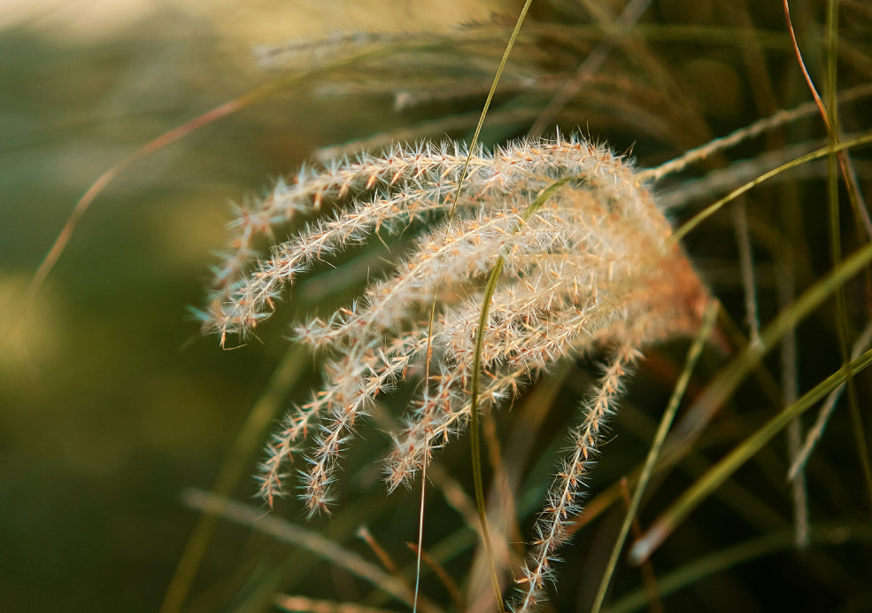 Close-up of ornamental grass with long, thin stems and feathery, light brown seed heads, set against a blurred green background.