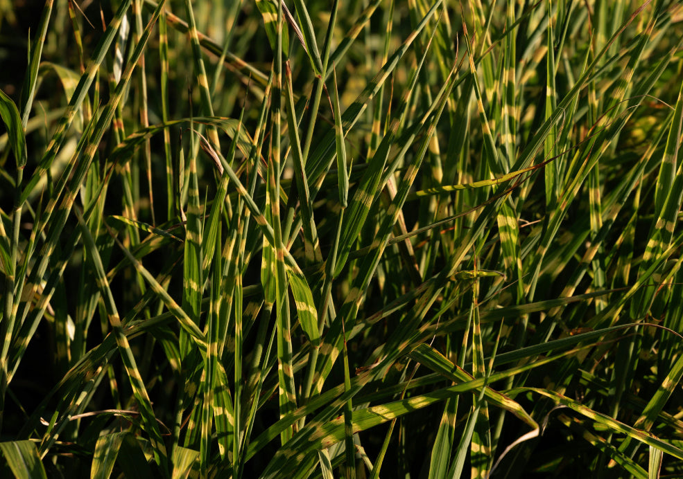 Dense cluster of tall, green grass with thin, striped leaves in natural sunlight.