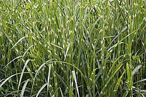 Close-up of Miscanthus Strictus - Zebra Grass, a tall green plant with narrow leaves and seed heads, ideal for prairie planting.