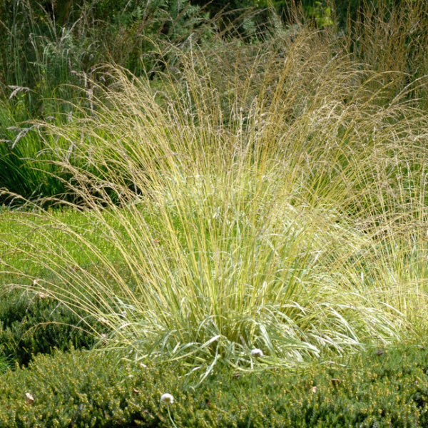 Molinia Variegata, the Variegated Purple Moor-Grass, enhances any lush garden with its tall, feathery blades and versatile grace.