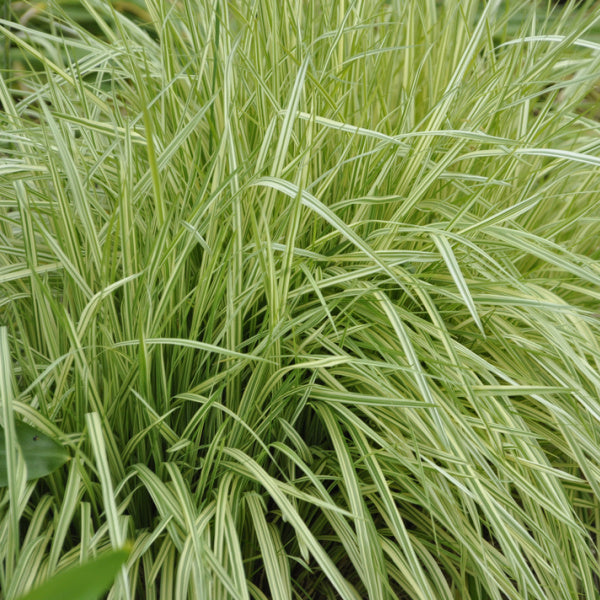 Molinia Variegata, known as Variegated Purple Moor-Grass, displays variegated green leaves with slender stripes forming dense clusters.