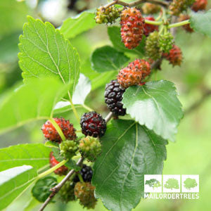 Close-up of a Morus Wellington Mulberry Tree branch with lush green leaves and ripening red and black berries. A logo in the corner reads Mail Order Trees.