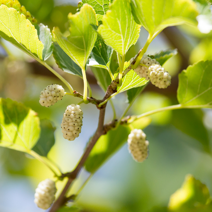 Close-up of unripe Morus alba - White Mulberry Tree, with fruit hanging from a branch and surrounded by green leaves in bright sunlight.