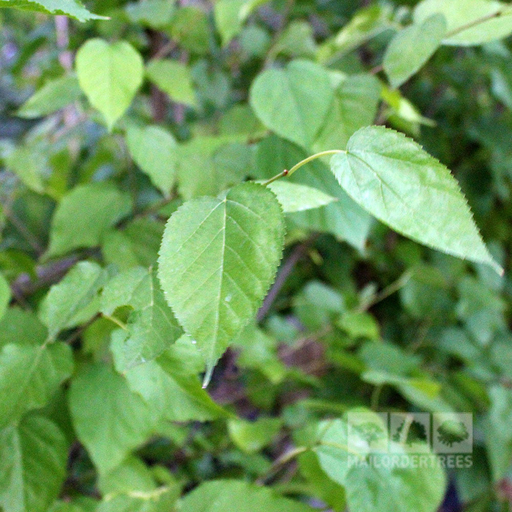 Close-up of vibrant green leaves on a Morus alba - White Mulberry Tree branch, set against a soft-focus leafy background, suggesting the forthcoming edible fruits.