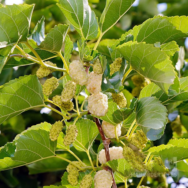 Close-up of a Morus alba - White Mulberry Tree featuring clusters of edible white mulberries among lush green leaves.