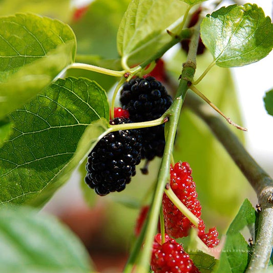 Ripe and unripe mulberries adorn the branches of the Morus nigra - Mulberry Tree, standing out against the verdant leaves.