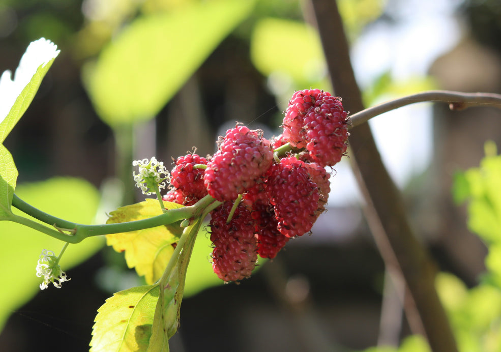 Close-up of ripe red mulberries on a branch with green leaves in the background.