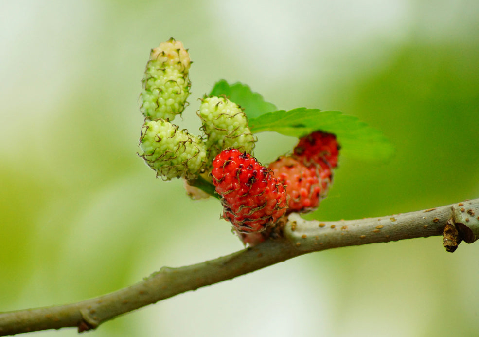 Unripe and ripe mulberries on a branch with green leaves in the background.