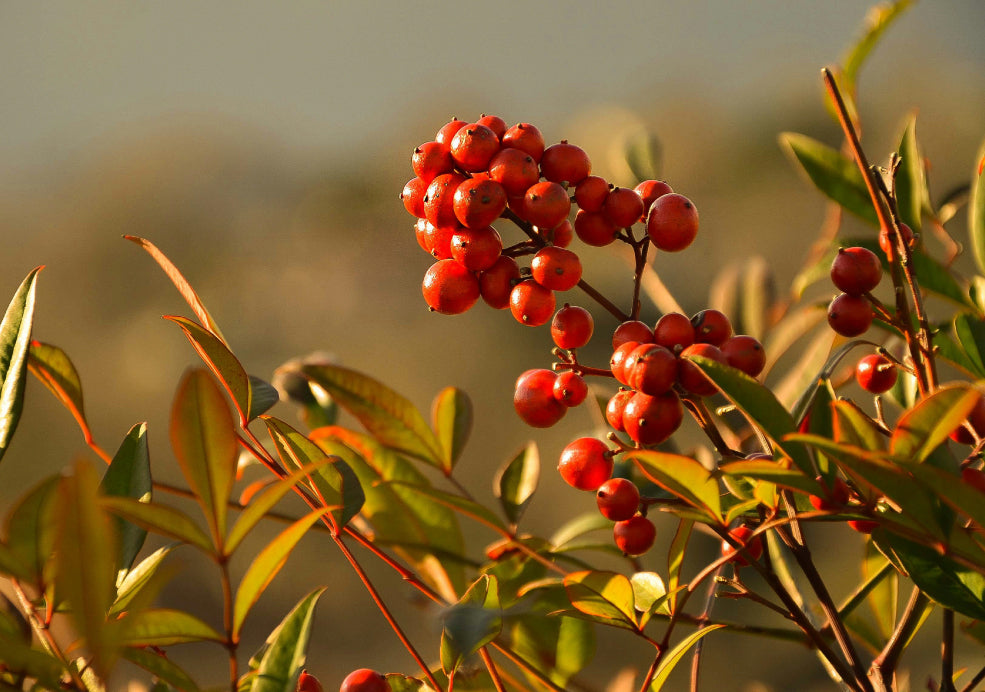 A Year-Round Attraction for Pollinators and Birds.