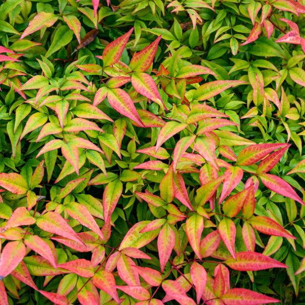 Close-up of a vibrant shrub with green leaves turning pink and red, highlighting the colorful foliage mix of the Nandina domestica Pygmaea - Heavenly Bamboo.