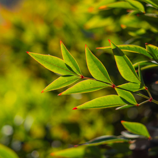 Nandina domestica Pygmaea - Heavenly Bamboo