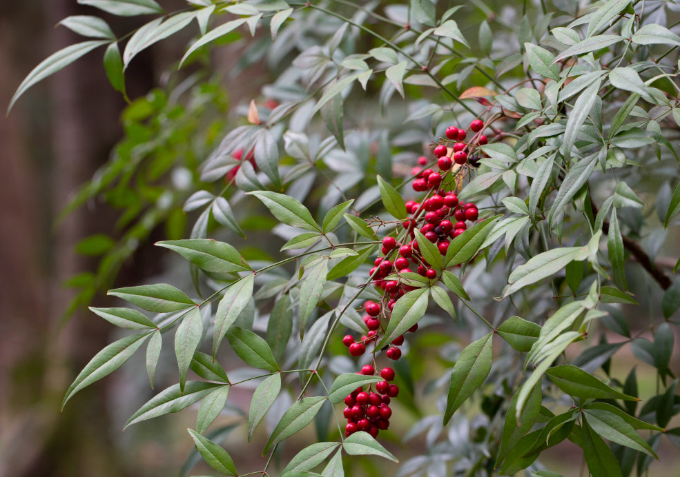 Nandina: A Touch of Elegance with Ever-Changing Foliage.