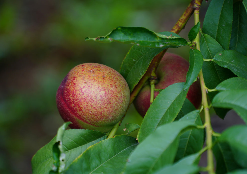 Nectarines: A Taste of the Orchard at Home.