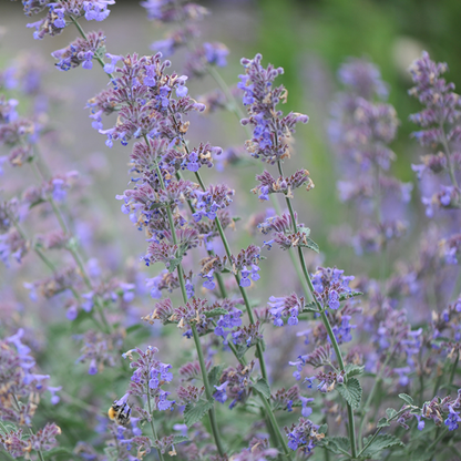 Nepeta 'Six Hills Giant'