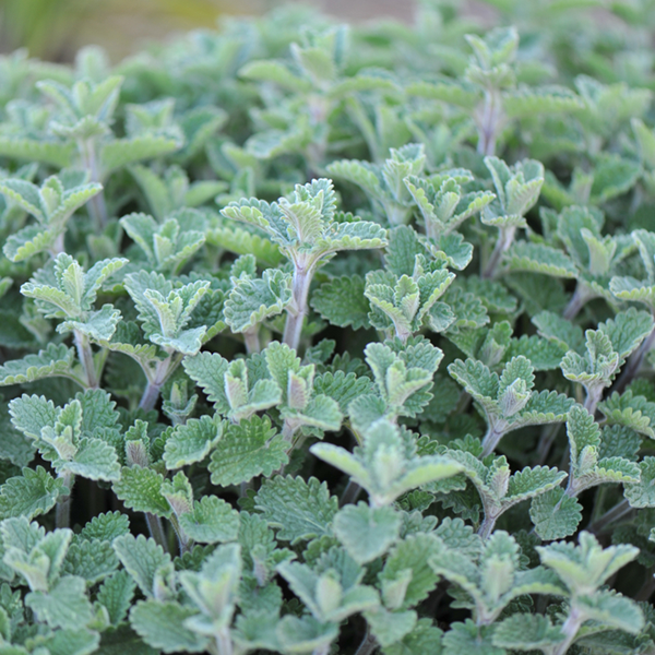 Nepeta 'Six Hills Giant'