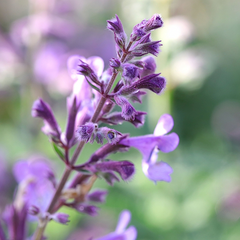 Nepeta 'Six Hills Giant'