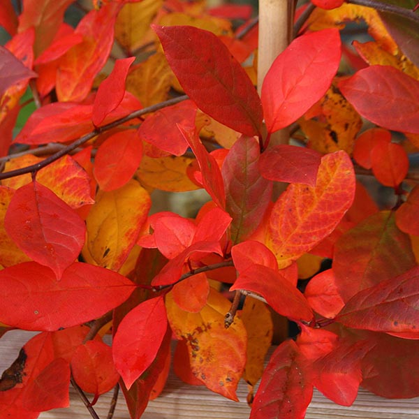 A vibrant autumn display of bright red and orange leaves from the Nyssa sylvatica - Black Gum Tree blankets the wooden surface.