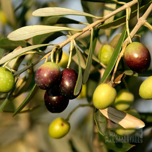 Close-up of an Olea europaea - Olive Tree branch, highlighting ripe and unripe olives among sunlit green leaves.