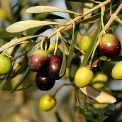 Olea europaea - Olive Tree