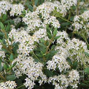 Dense clusters of small white flowers adorn the Olearia x haastii - Daisy Bush, featuring vibrant green evergreen leaves that form a stunning flowering hedge.