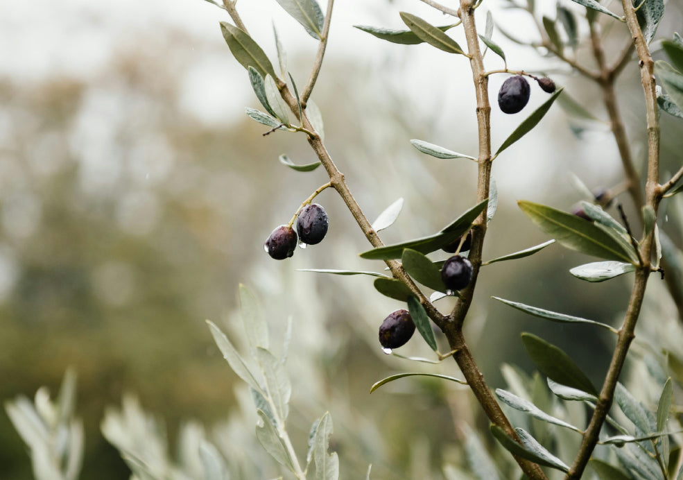 Olive Trees: A Mediterranean Touch for British Gardens.