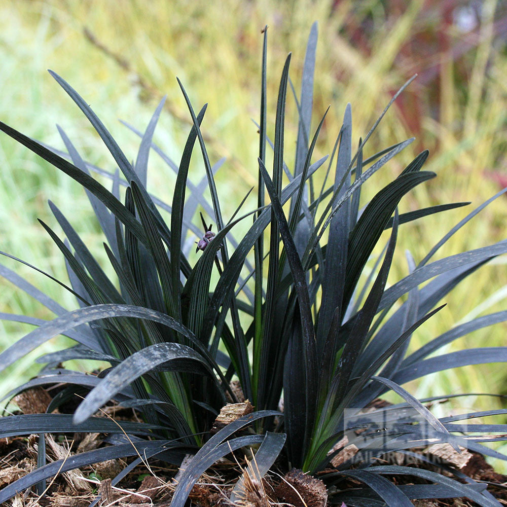 A cluster of dark green, spiky leaves of Ophiopogon Nigrescens - Black Lilyturf, an ornamental grass known for its striking purple-black hue, grows from the ground.