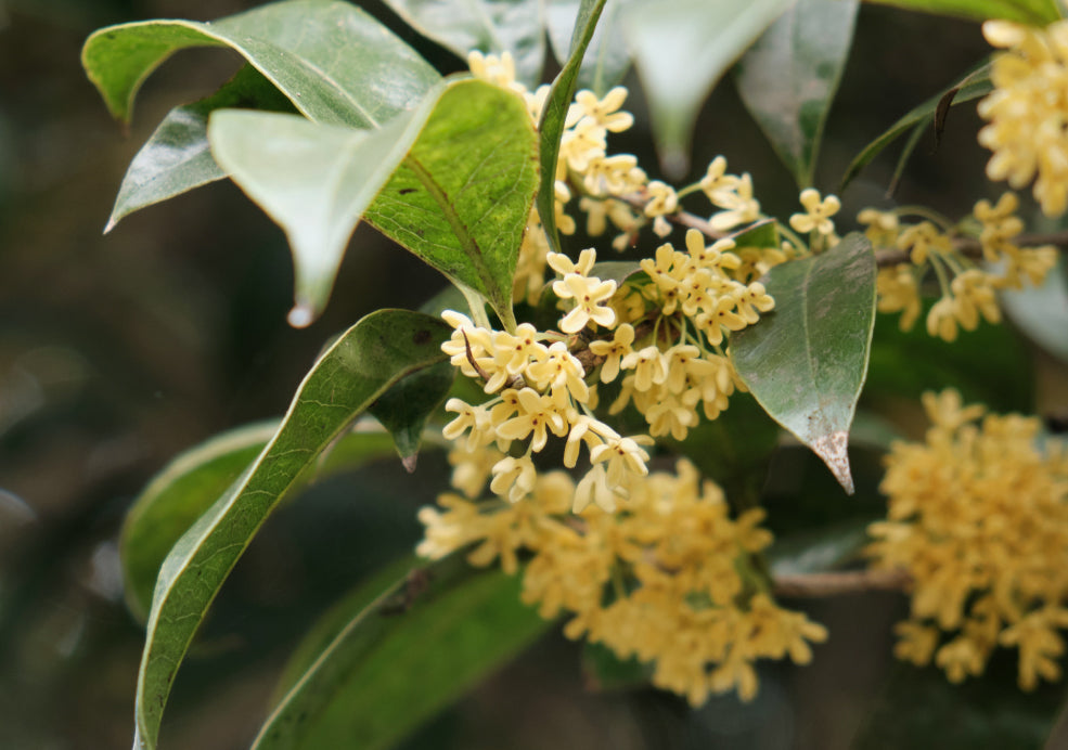 Osmanthus: A Delightful Evergreen with Fragrant Blooms.