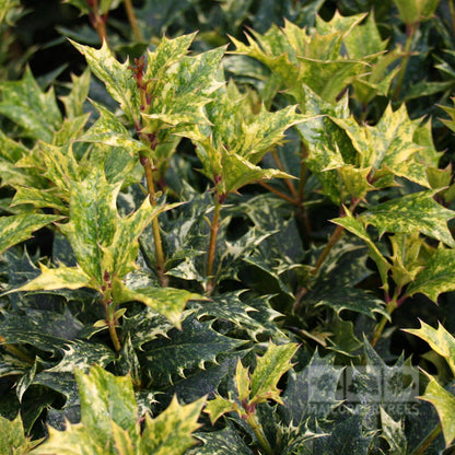 Close-up of variegated green and yellow holly leaves with sharp, pointed edges, reminiscent of the elegance found in Osmanthus Goshiki.