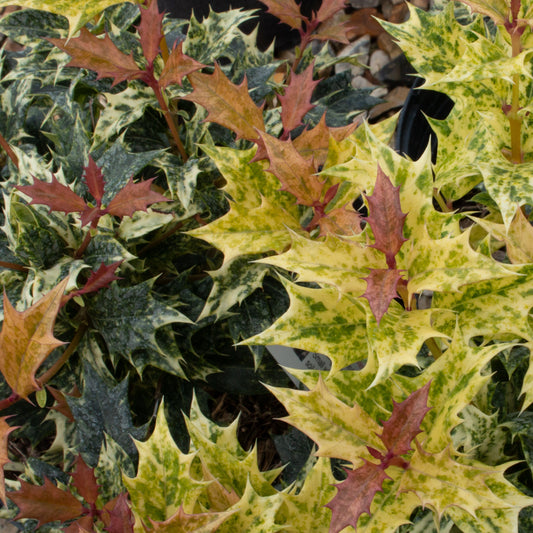 Variegated holly-shaped leaves in green, yellow, and red hues blend with fragrant Osmanthus Goshiki flowers, creating a captivating mix of textures and colors.