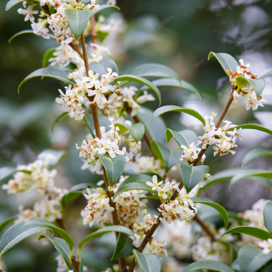 Close-up of white, scented flowers on an Osmanthus x burkwoodii, an elegant evergreen shrub with vibrant green leaves.