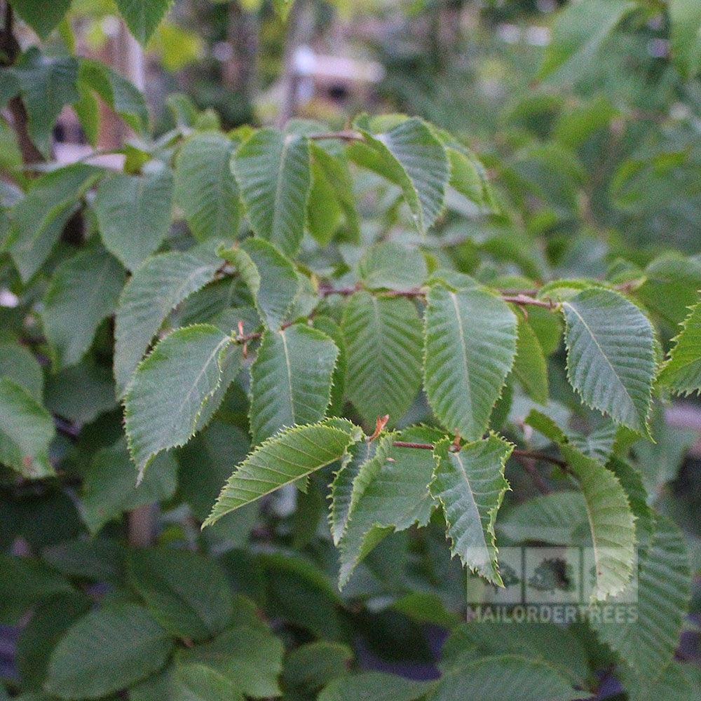 Close-up of an Ostrya carpinifolia branch adorned with serrated green leaves, a familiar presence in British gardens.