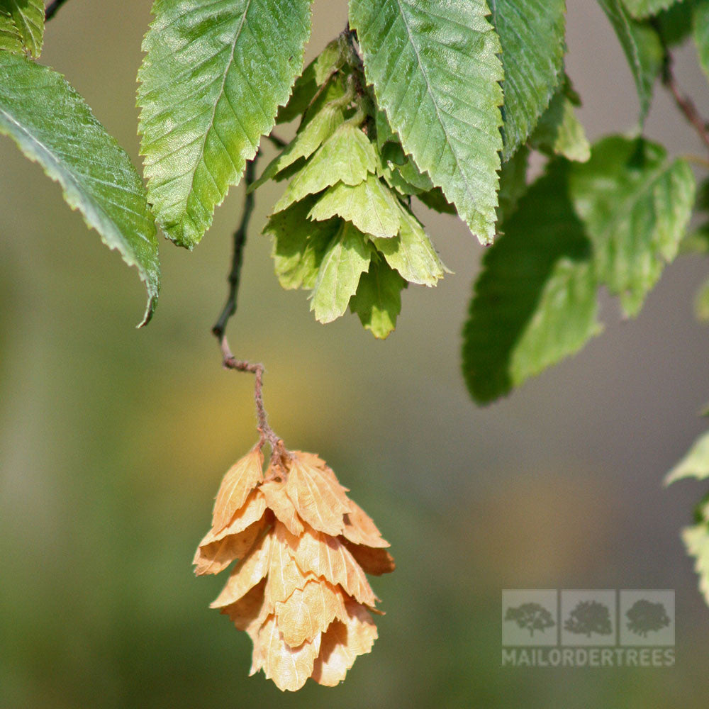 The image highlights a cluster of seeds resembling hops from the Ostrya carpinifolia, commonly known as the European Hop Hornbeam Tree, set against the lush greenery typical of British gardens, with a single brown cluster elegantly dangling beneath.