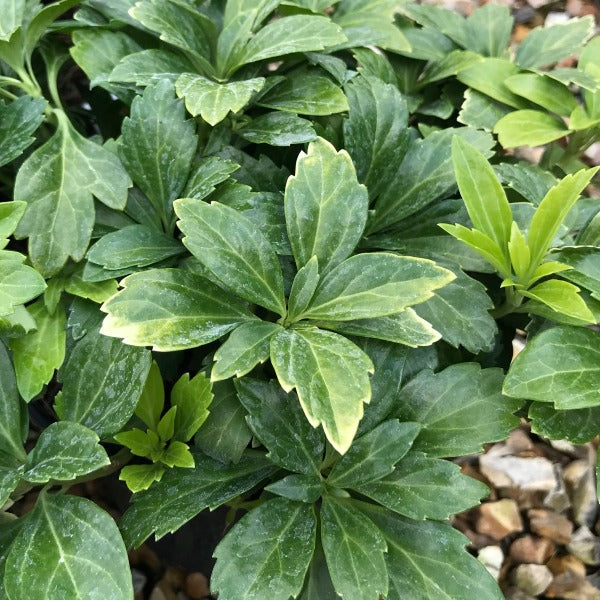 The rich green leaves with lighter edges of Pachysandra terminalis Green Carpet elegantly spread over small brown stones, forming a stylish, low-maintenance ground cover.