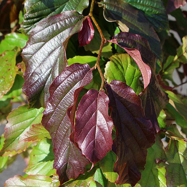 Close-up of Parrotia Bella - Persian Ironwood Tree leaves, showcasing a striking contrast between deep burgundy and green.