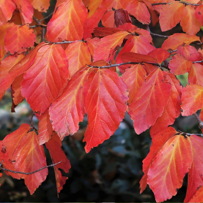 Close-up of vibrant red and orange autumn leaves on a branch of the Parrotia Vanessa - Persian Ironwood Tree, set against a dark blurred background.