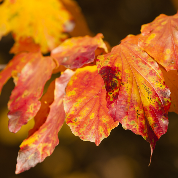 Close-up of autumn leaves in shades of red, orange, and yellow with a blurred background, capturing the vibrant hues of a Parrotia Vanessa - Persian Ironwood Tree.