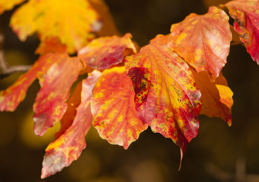 Parrotia: A Tree with Exceptional Autumn Colour.