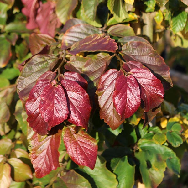 A close-up view of the Parrotia persica - Persian Ironwood Tree highlights its vibrant red and green leaves, capturing the essence of autumn's colourful palette.